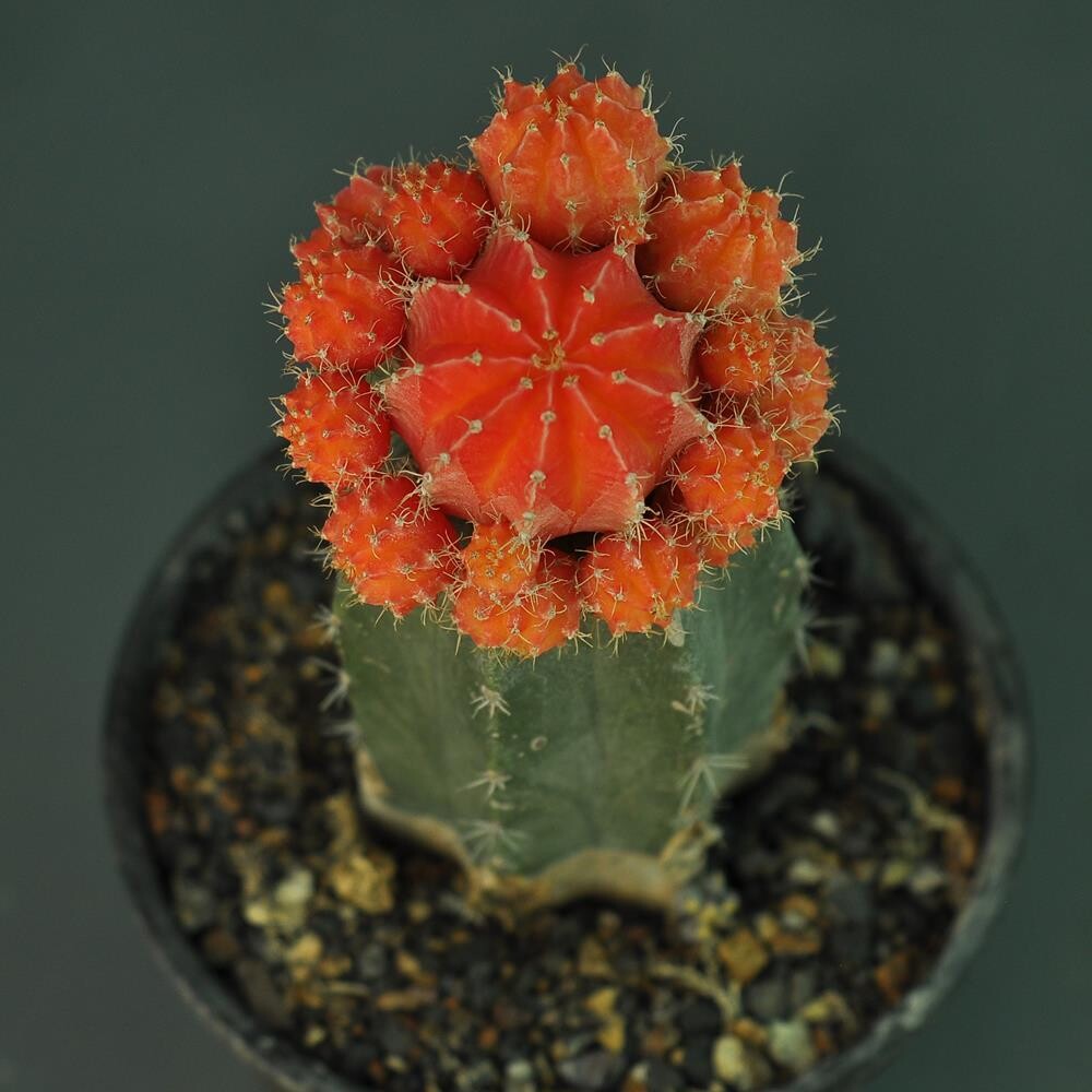 Chimera : Hylocalycium