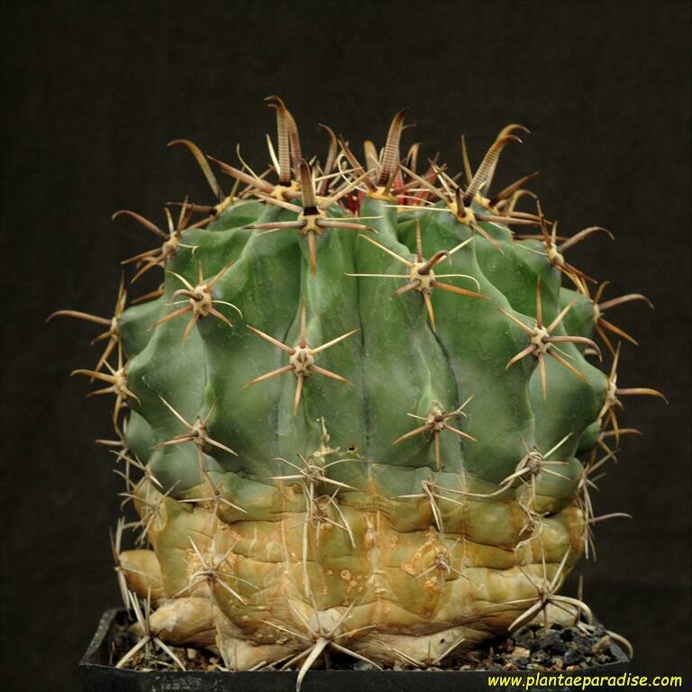 Ferocactus horridus