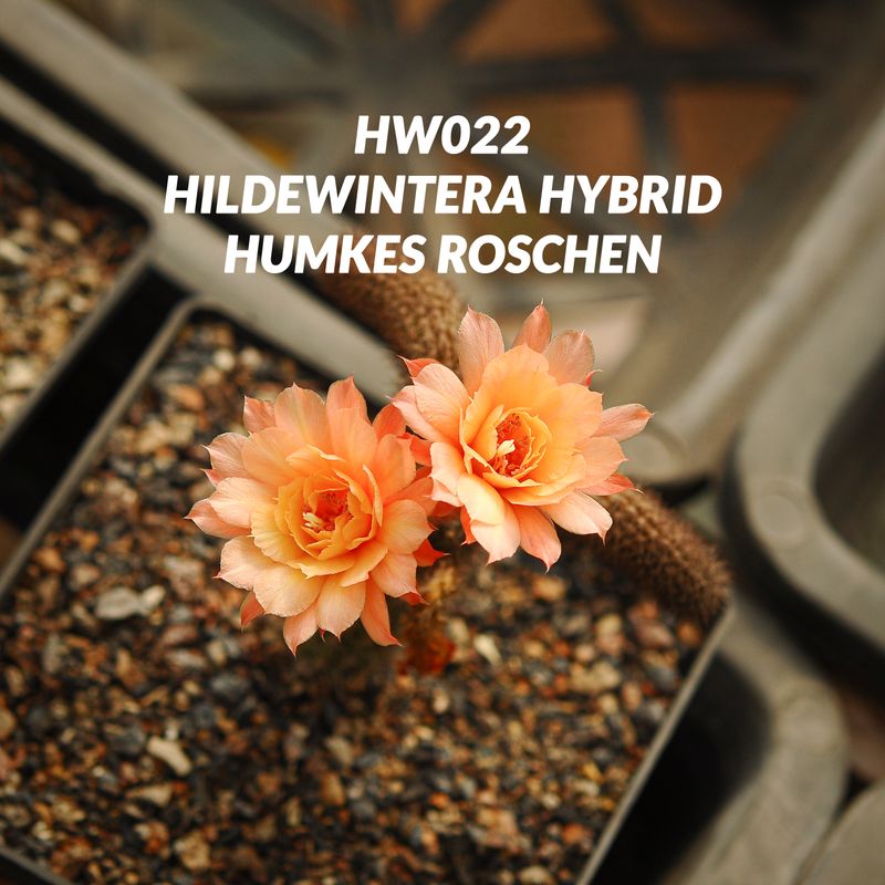 Hildewintera Hybrid Humkes Roschen Hildewintera Hybrid Humkes Roschen in bloom with peach-orange flowers