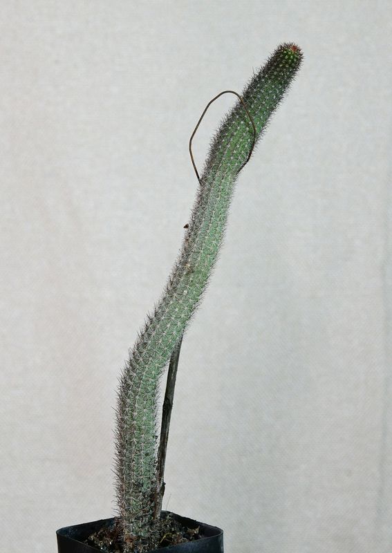 Hildewintera Hybrid Humkes Roschen tall columnar form