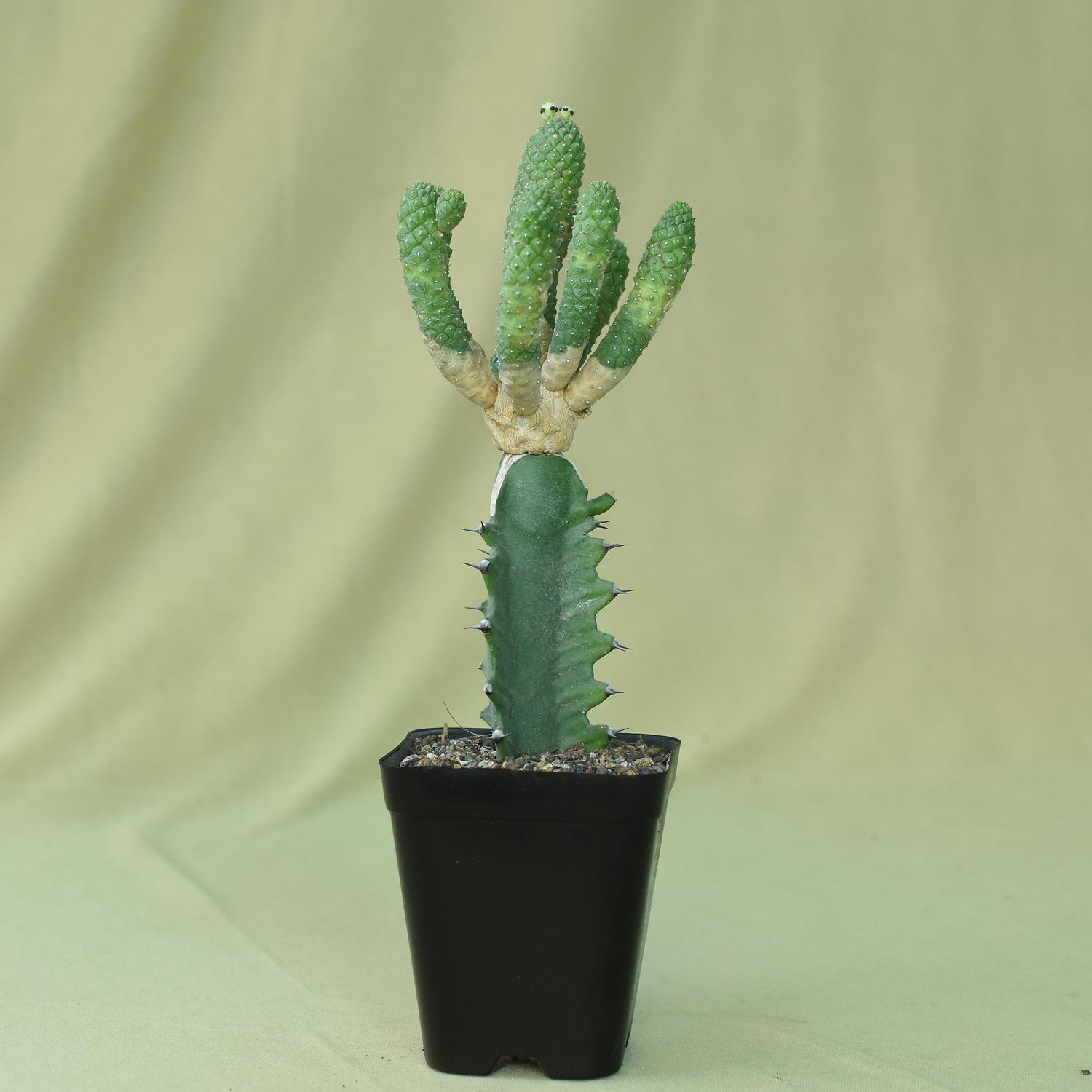 Euphorbia esculenta
