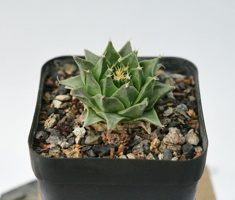 Obergonia denegrii