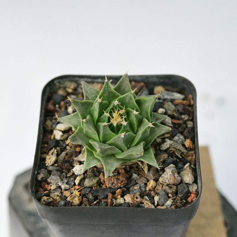 Obergonia denegrii