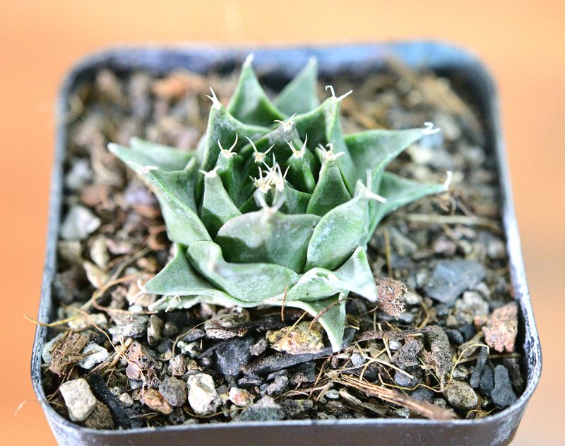 Obergonia denegrii top-down view