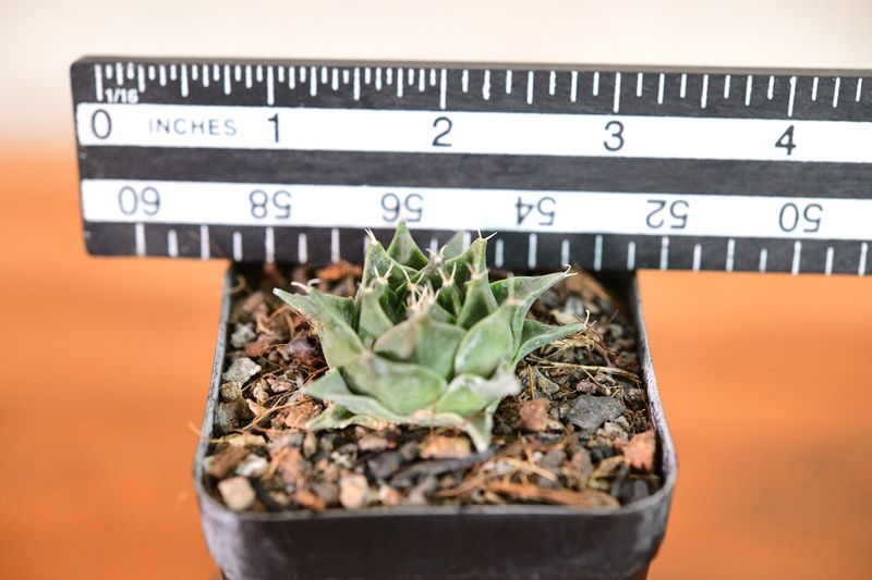 Obergonia denegrii with ruler for size reference