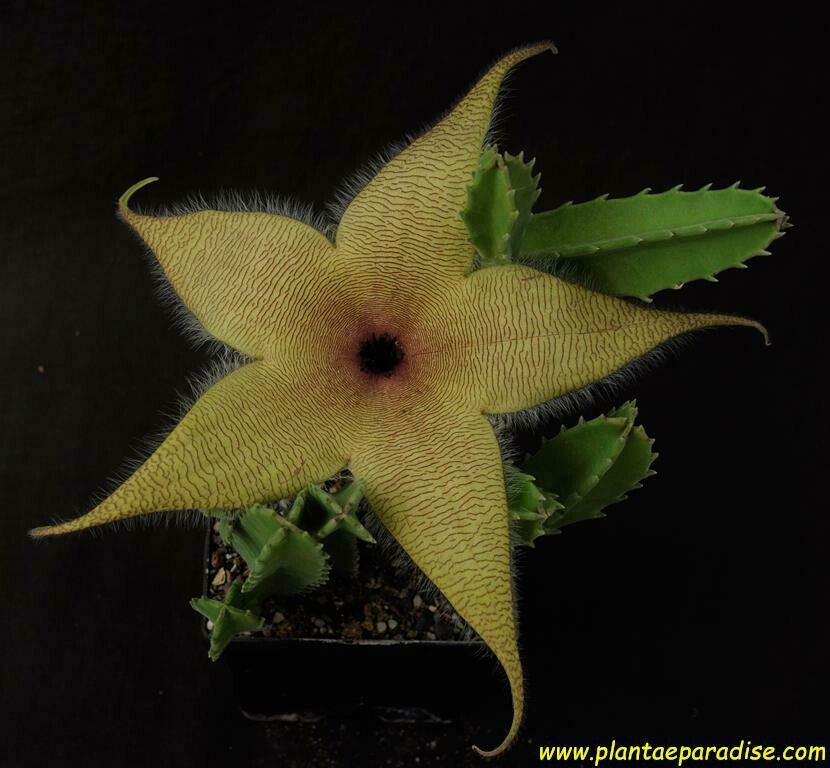 Stapelia gigantia