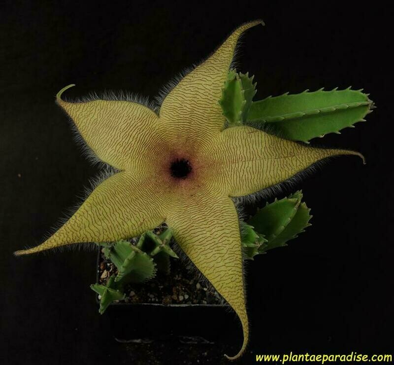 Stapelia gigantia