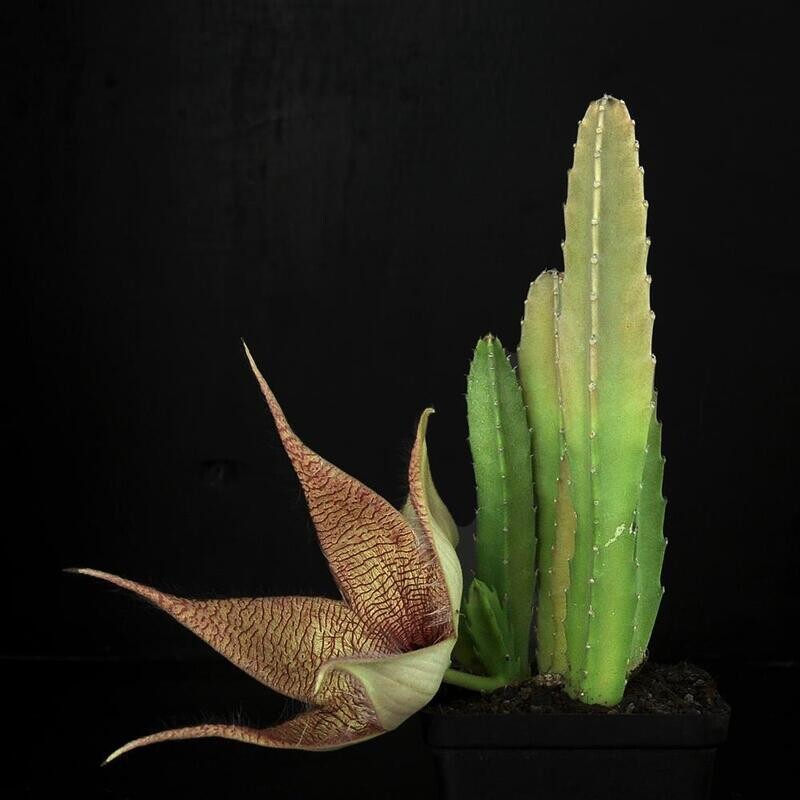 Stapelia gigantia
