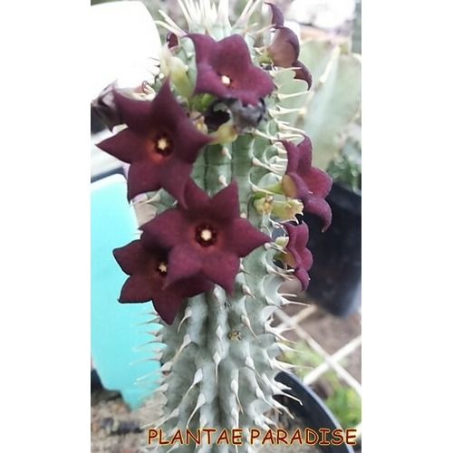 Hoodia Pilifera