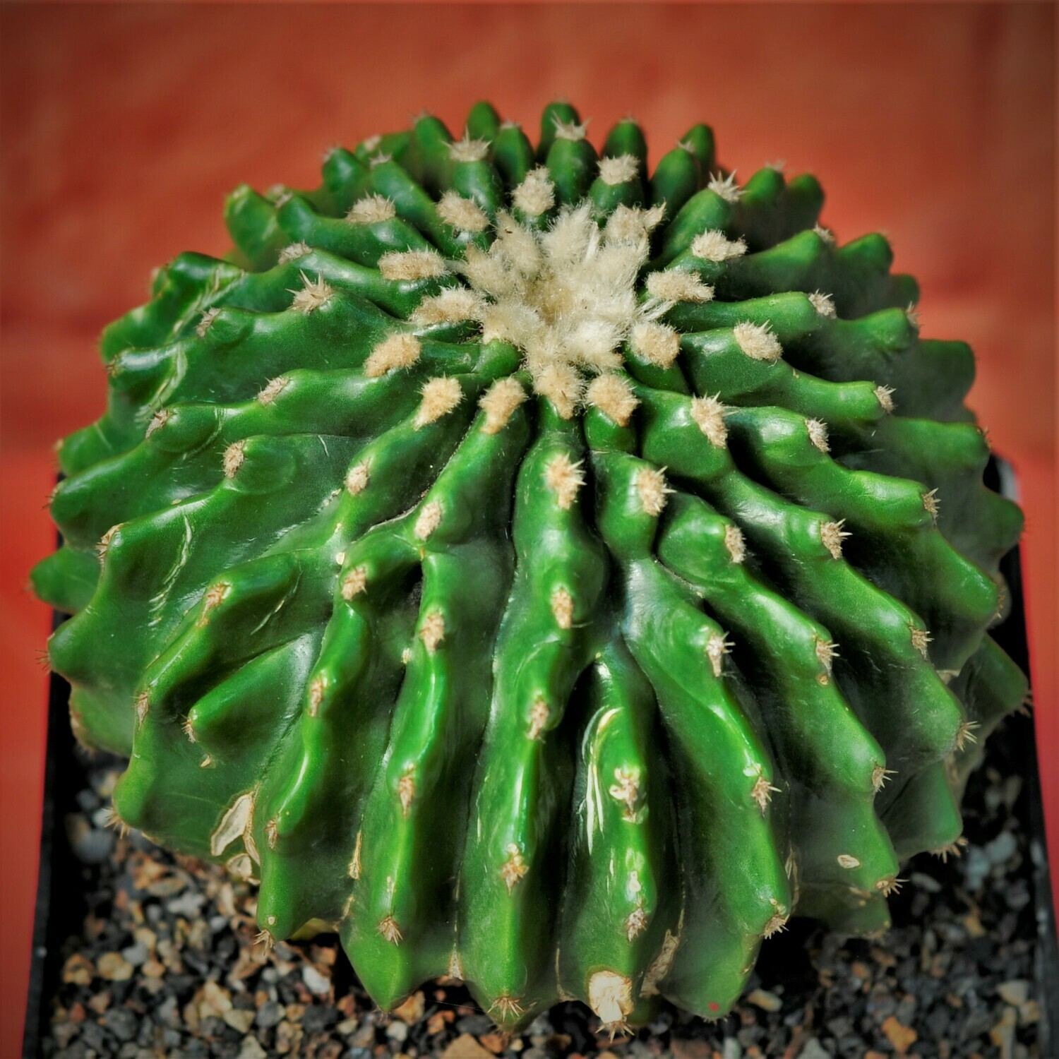 Echinocactus grussoni inermis