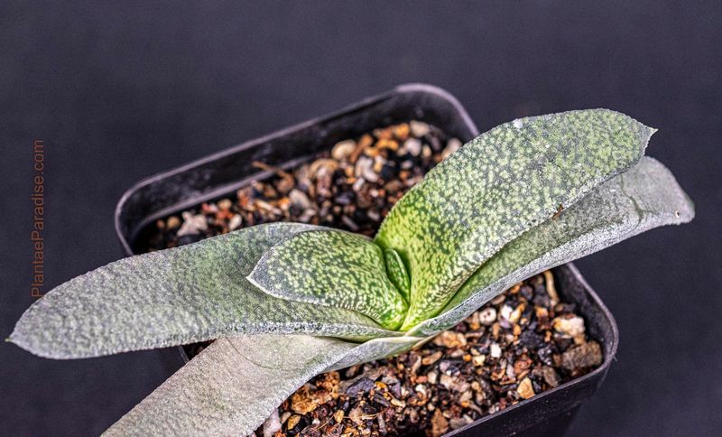 Gasteria nitida var. armstrongii (Pointed Leaf Clone) rosette view