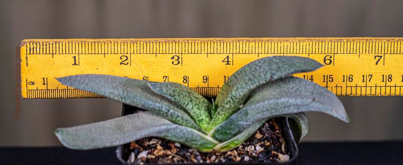 Gasteria nitida var. armstrongii (Pointed Leaf Clone) with ruler for size reference