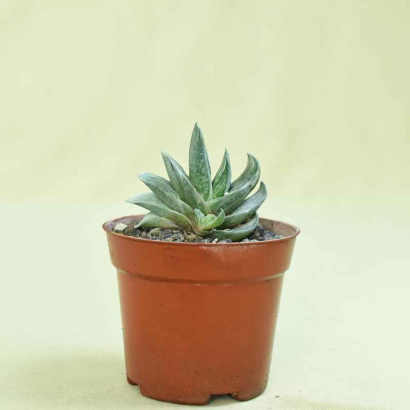 Gasteria cv. FUJI YUKI (Syn: Gasteria obtusa forma variegata)