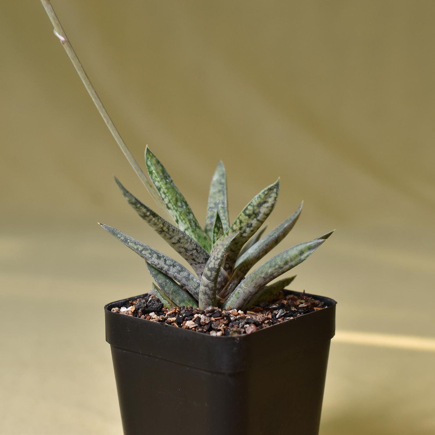 Gasteraloe bicolor var liliputana