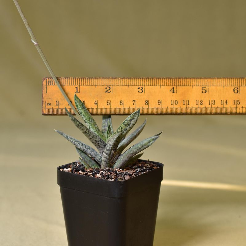 Gasteraloe bicolor var liliputana