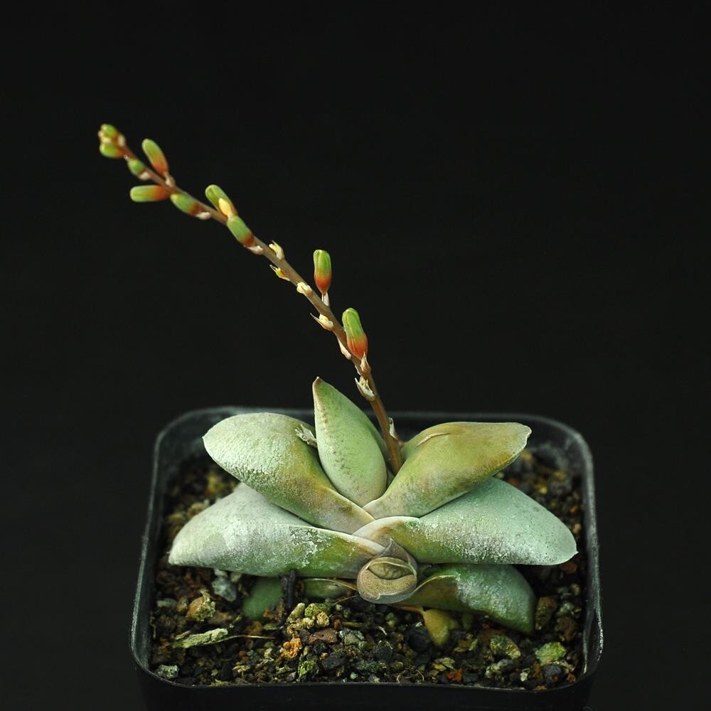 Gasteraloe beddinghousi in nursery pot with flowering stem