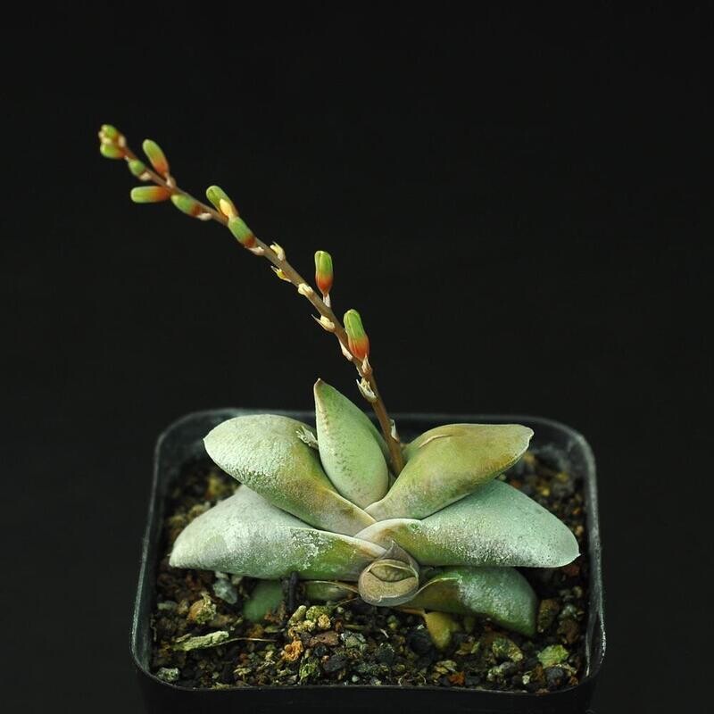 Gasteraloe beddinghousi in nursery pot with flowering stem