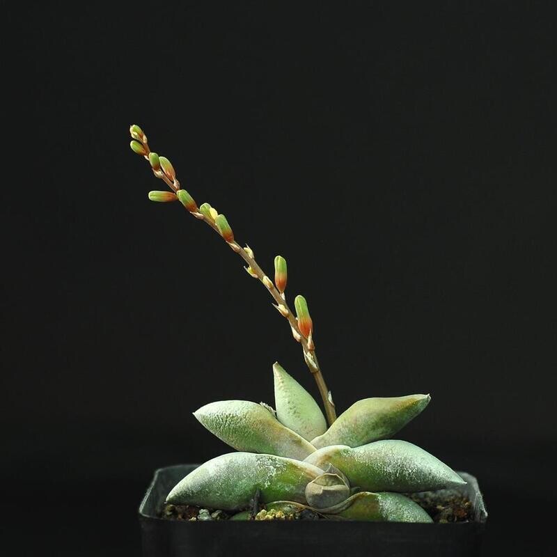 Gasteraloe beddinghousi side view with tall inflorescence