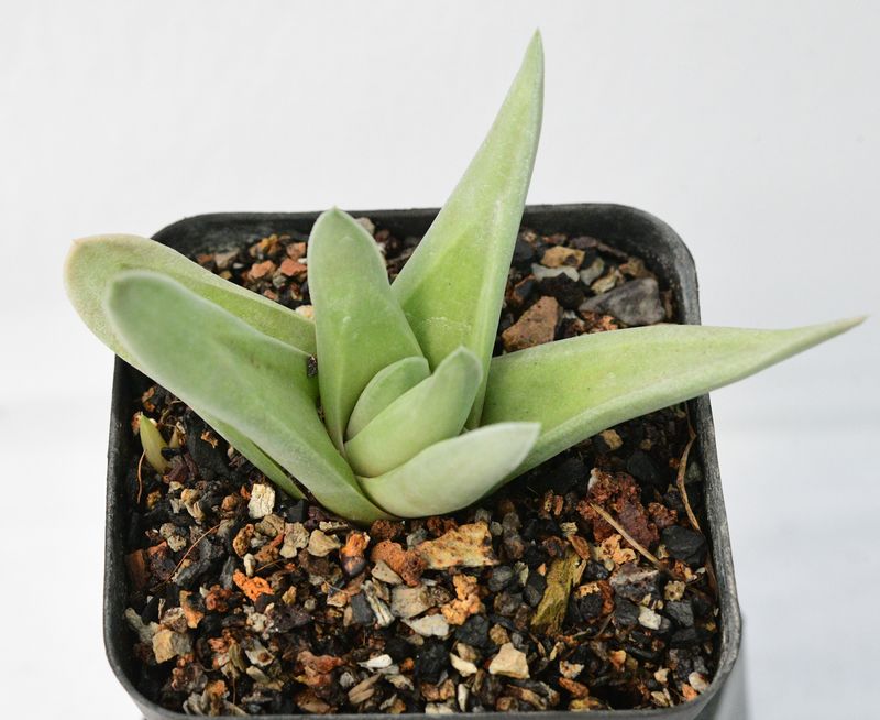 Gasteraloe Green Ice 'All green'