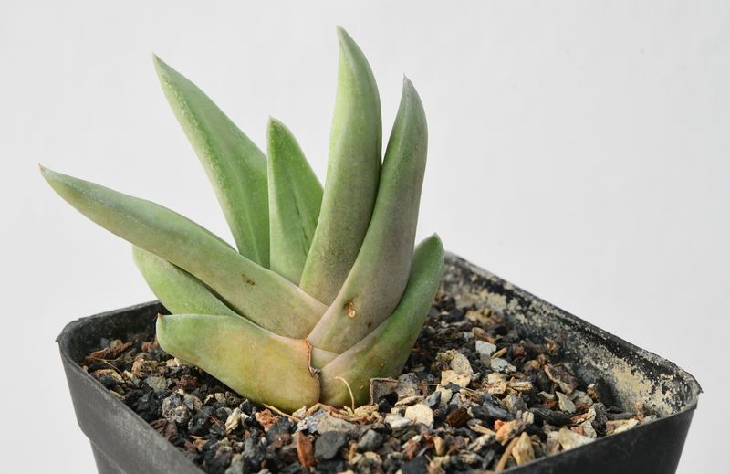 Gasteraloe Green Ice 'All green'