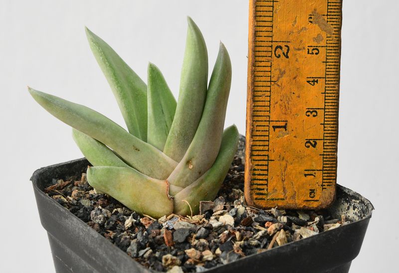 Gasteraloe Green Ice 'All green'