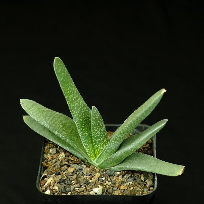 Gasteria cv 'Little Warty' front view in shallow tray