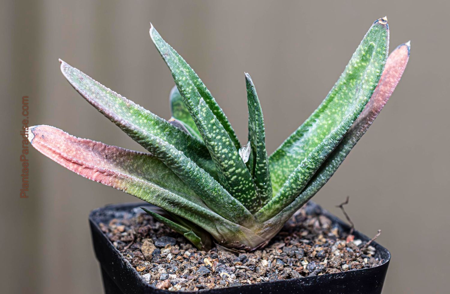 Gasteria cv 'Little Warty' with pink-tinted leaf tips