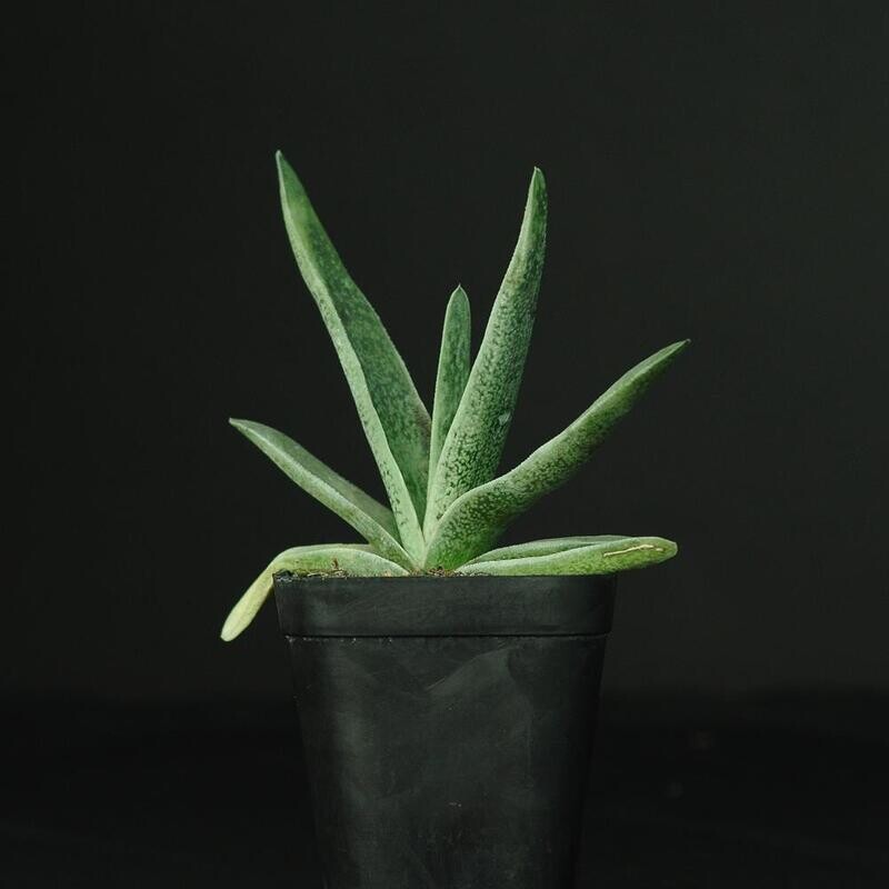 Gasteria Old Man Silver