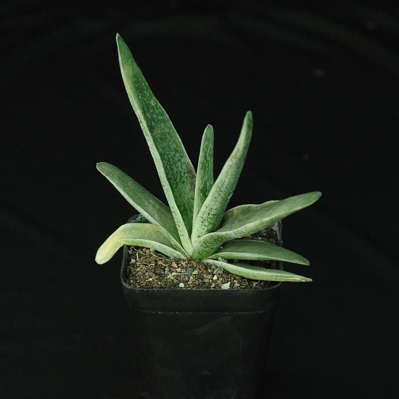 Gasteria Old Man Silver Gasteria Old Man Silver