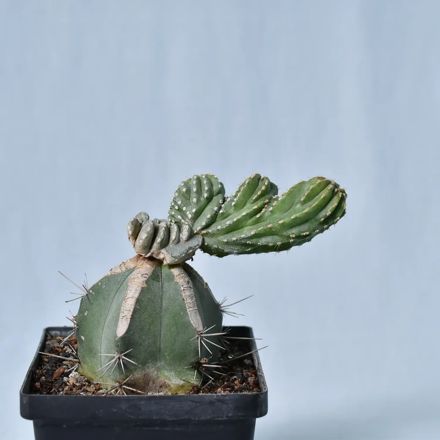 Marginatocereus Marginatus Crest