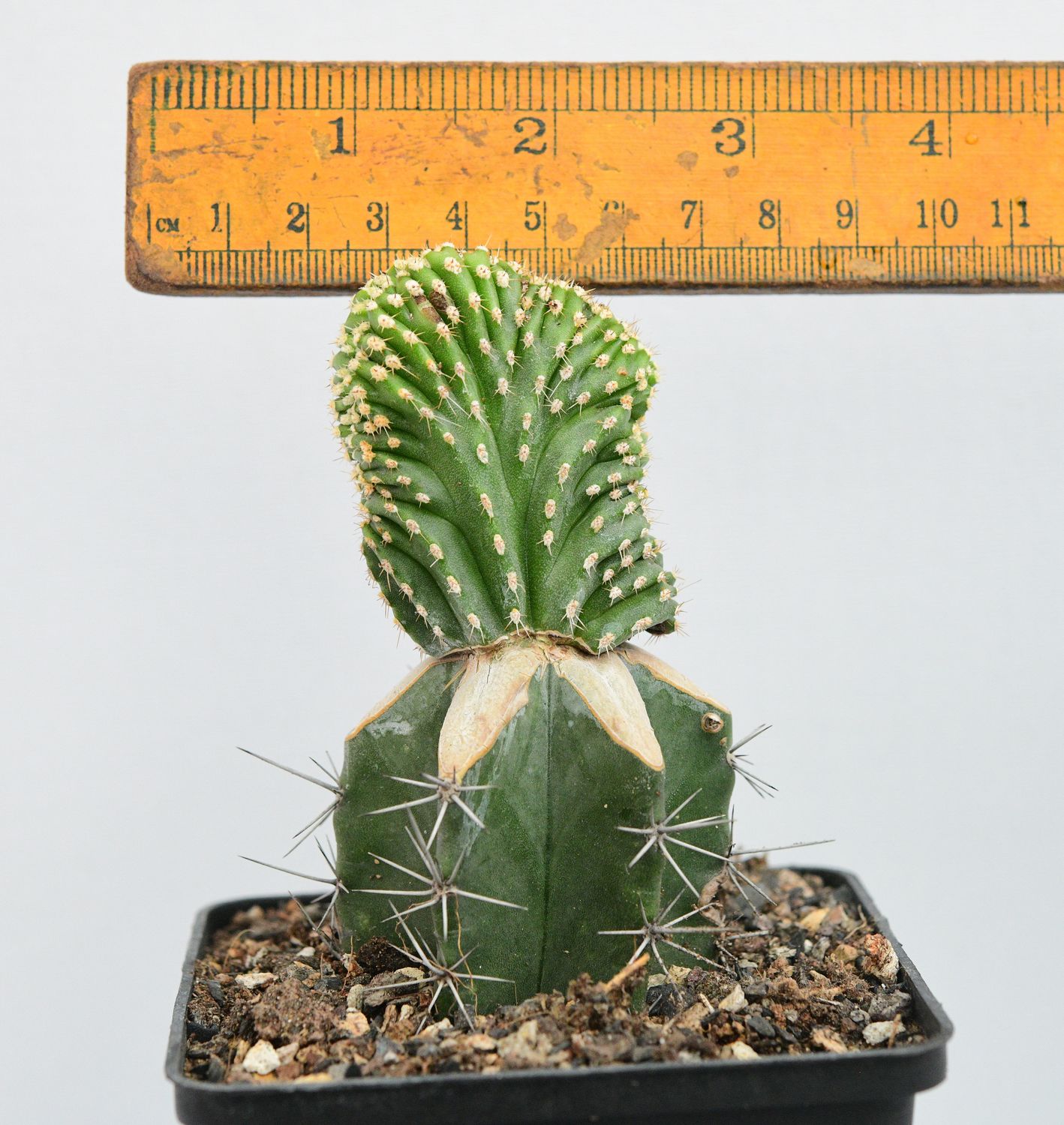 Marginatocereus Marginatus Crest