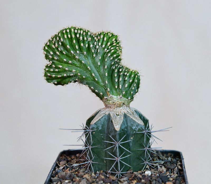 Marginatocereus marginatus Crest