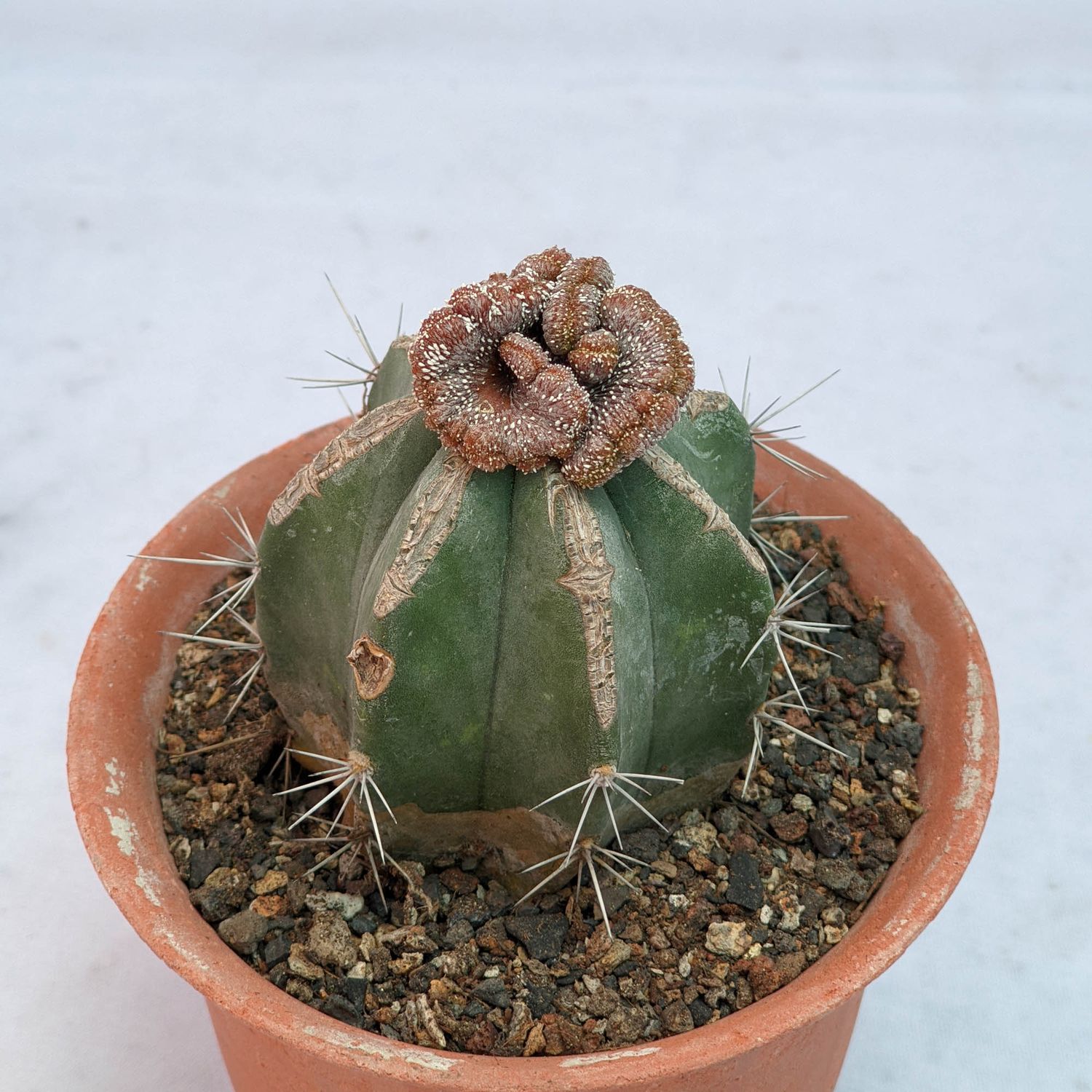Geohintonia mexicana Crest