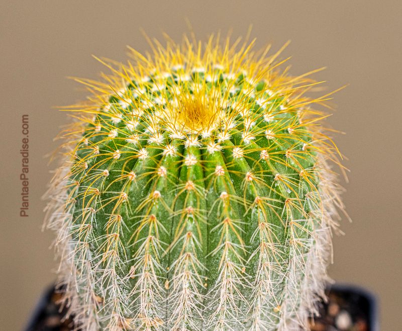 Notocactus schumannianus