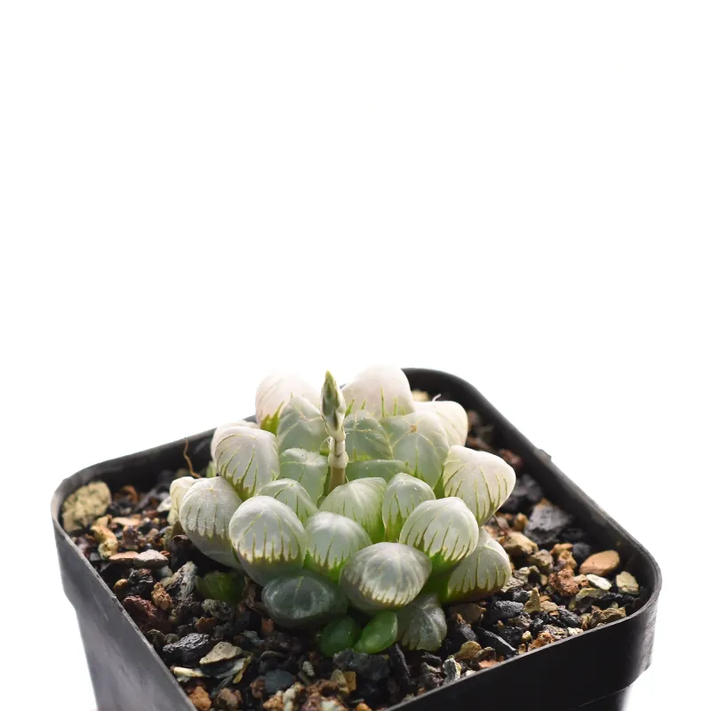 Haworthia cooperi v. truncata