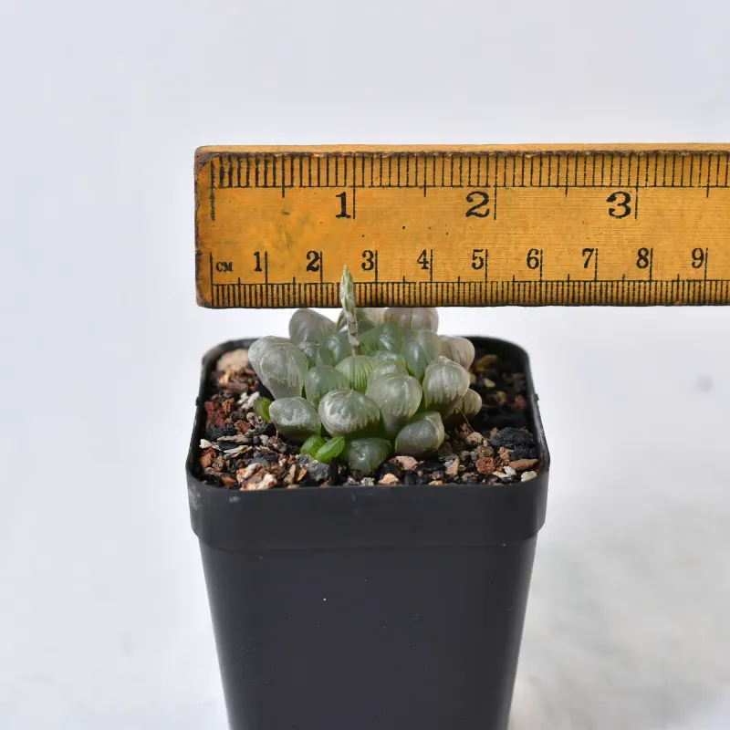 Haworthia cooperi v. truncata