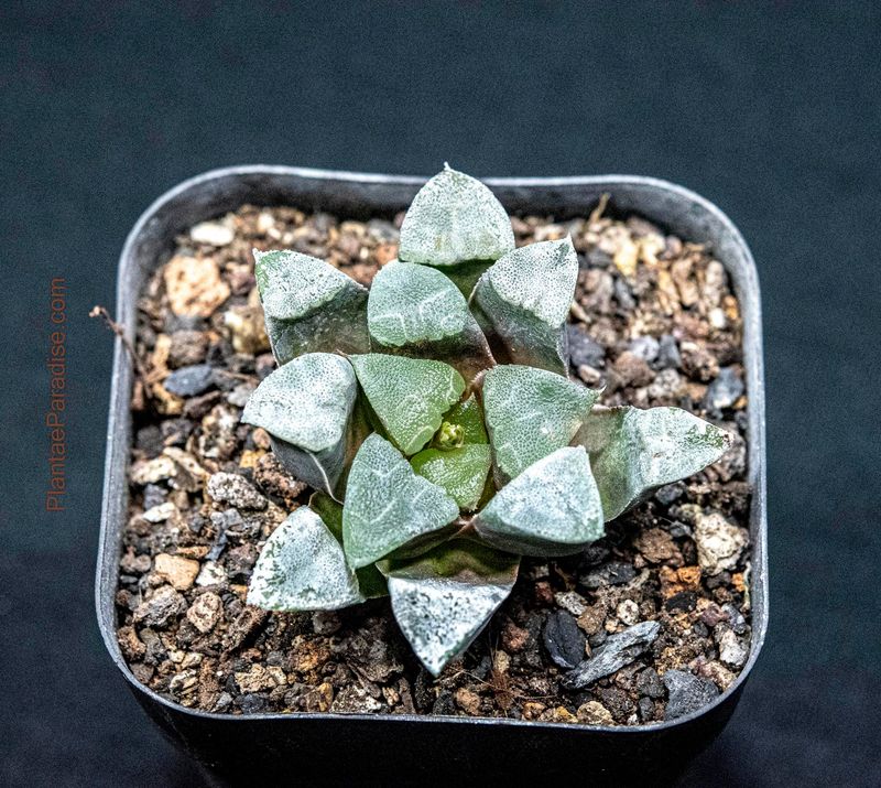 Haworthia bayerii top-down view