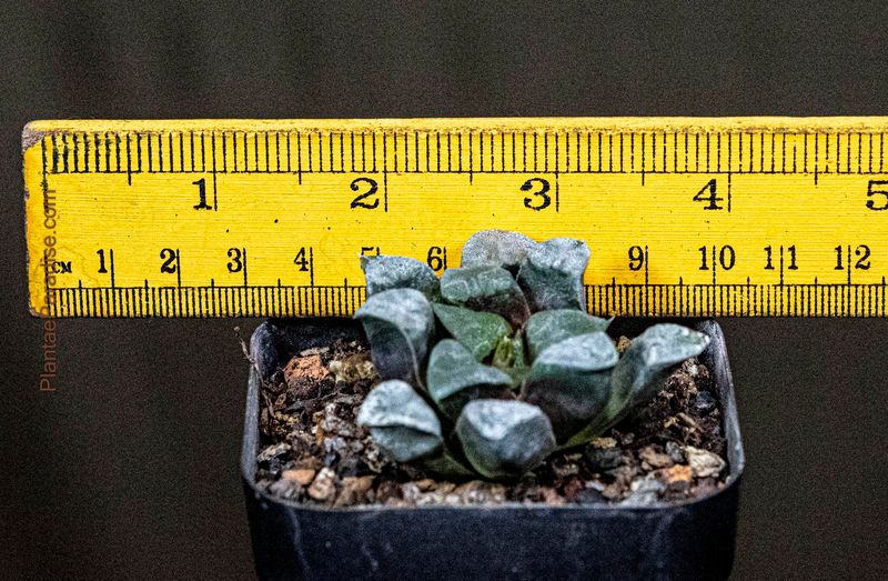 Haworthia bayerii