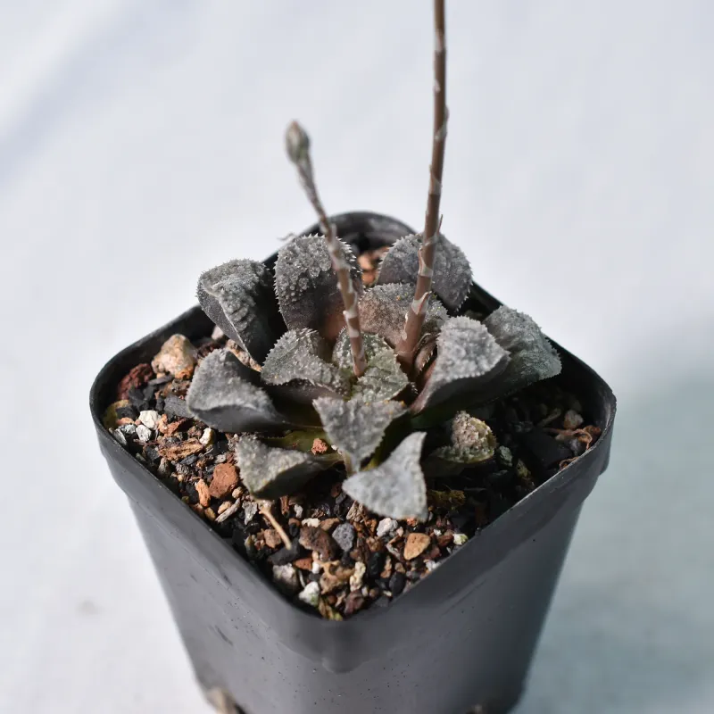 Haworthia hybrid ' Mordor '