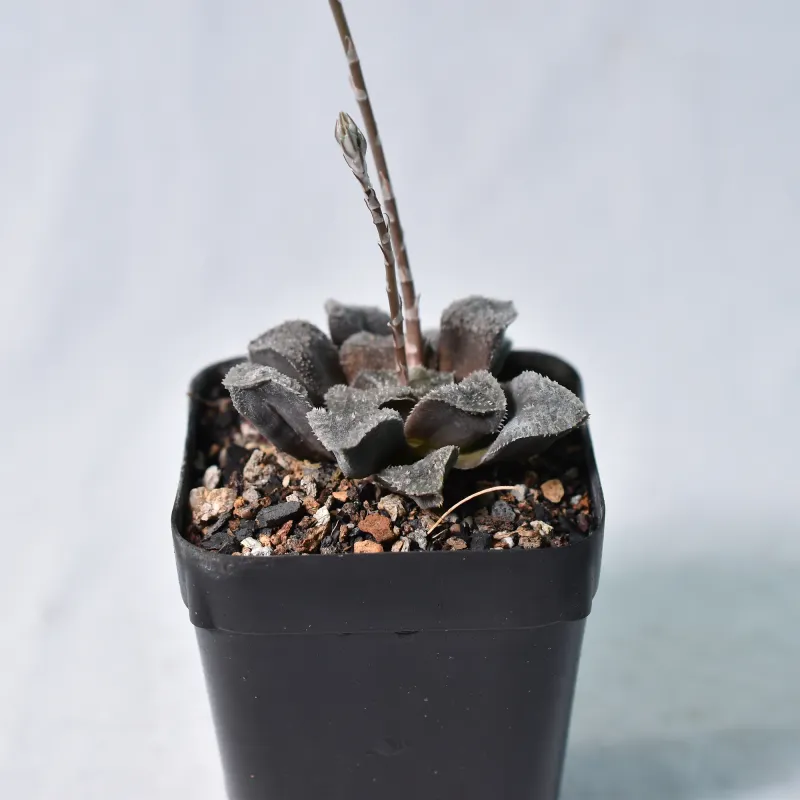 Haworthia hybrid ' Mordor '