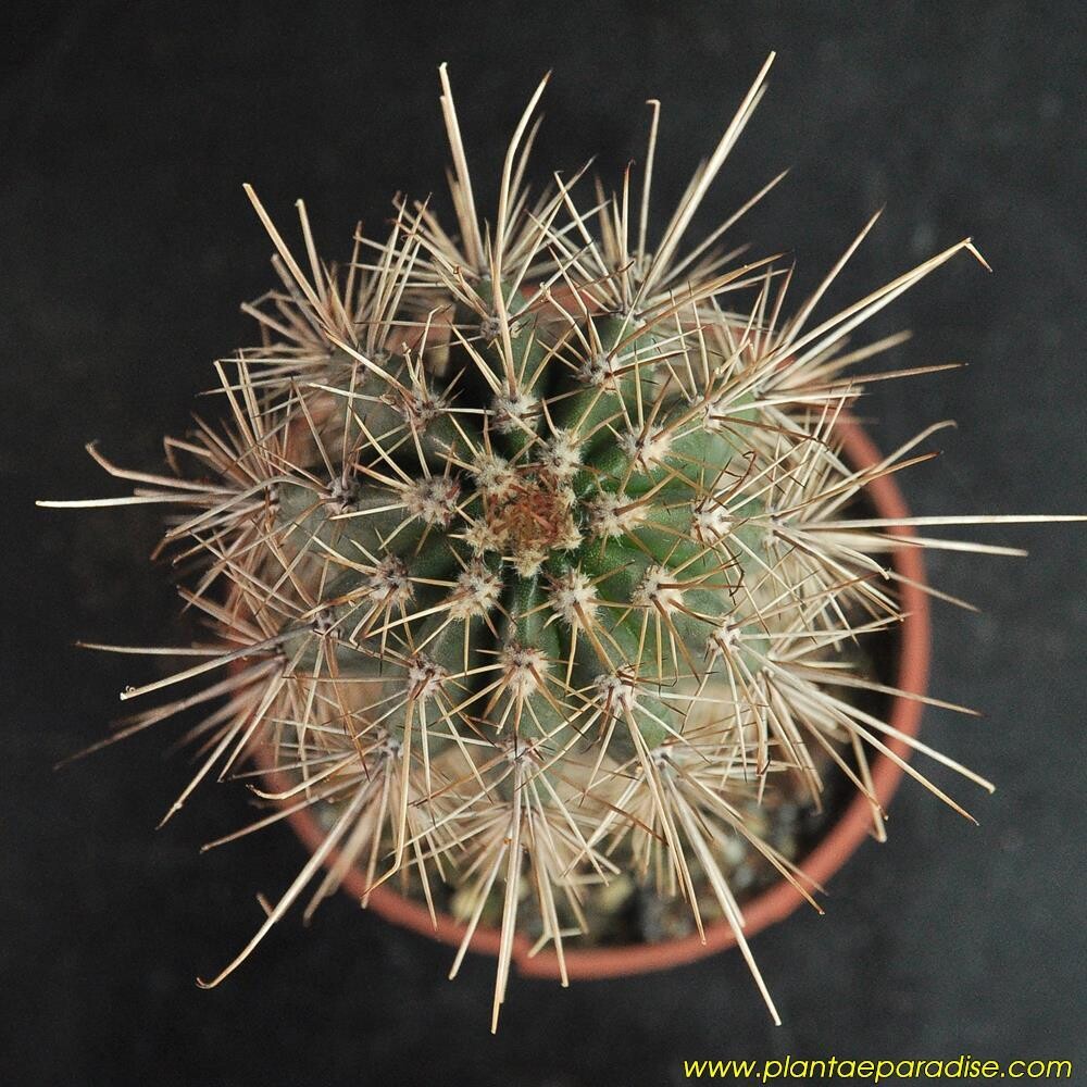 Trichocereus Angelesii