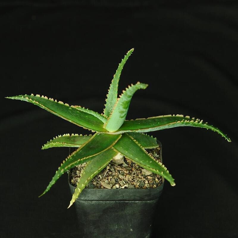 Aloe 'Sean Red'