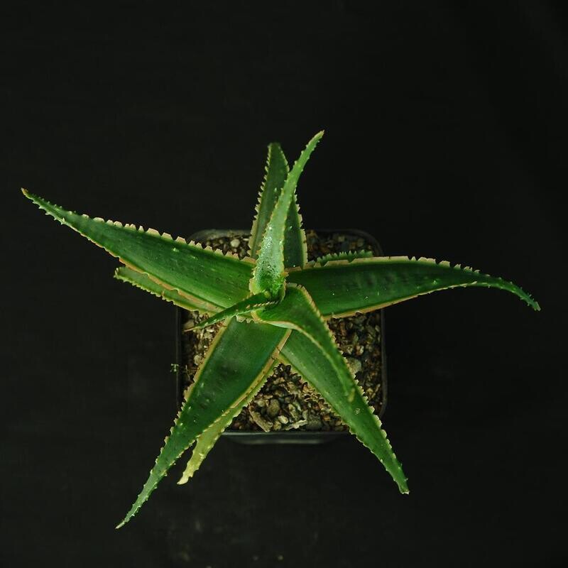 Aloe 'Sean Red' - Top View 