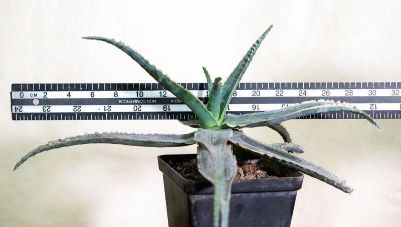 Aloe 'Sean Red' with ruler for size reference