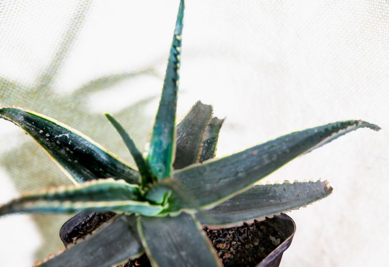 Aloe 'Sean Red' Aloe 'Sean Red' close-up of rosette center