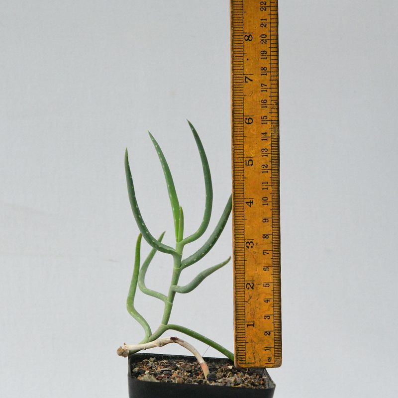 Aloe bakeri