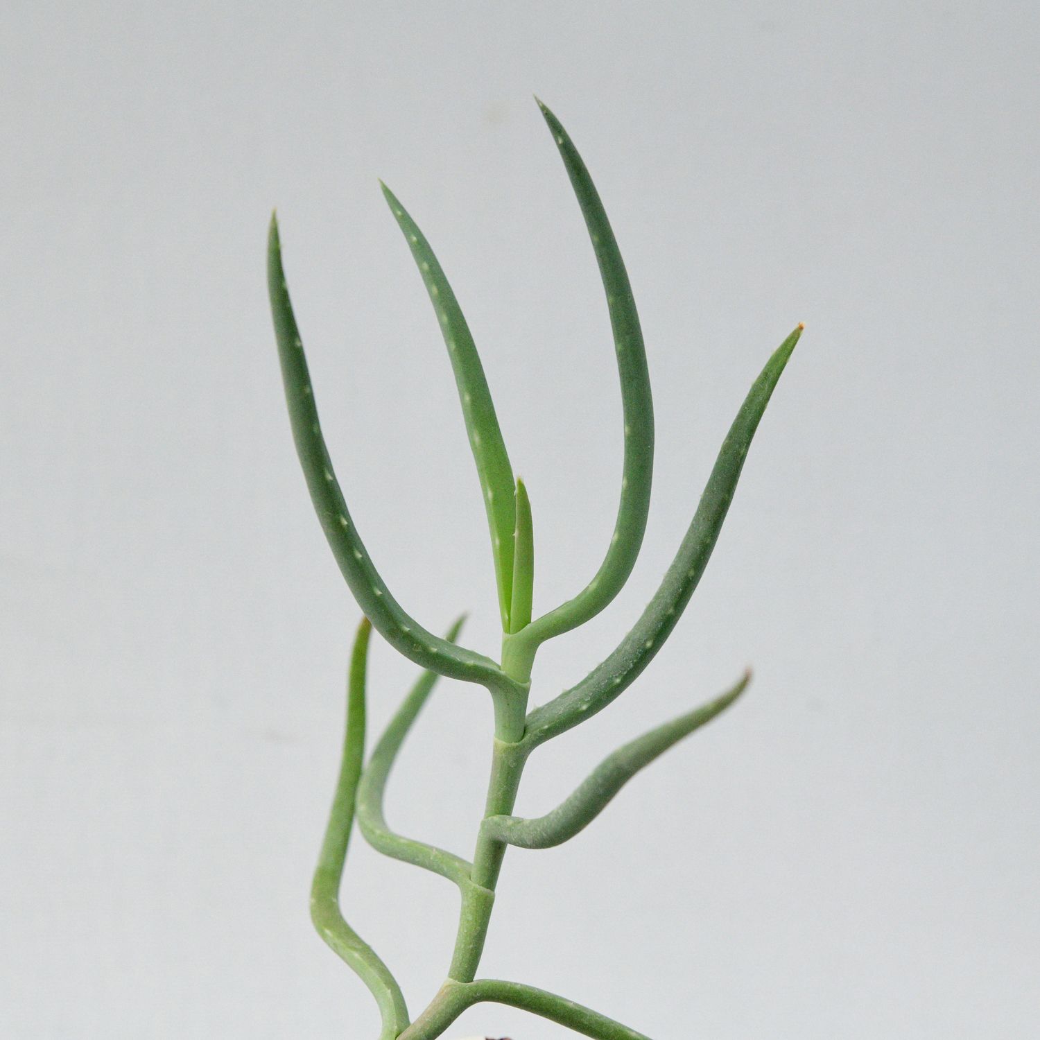 Aloe bakeri