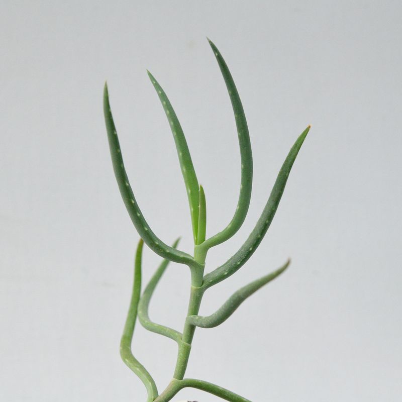 Aloe bakeri