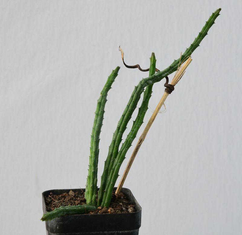Huernia volkarti var repans