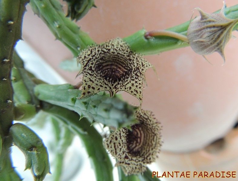 Huernia volkarti var repans Huernia volkarti var repans